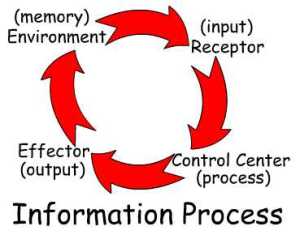 Information Processing Loop